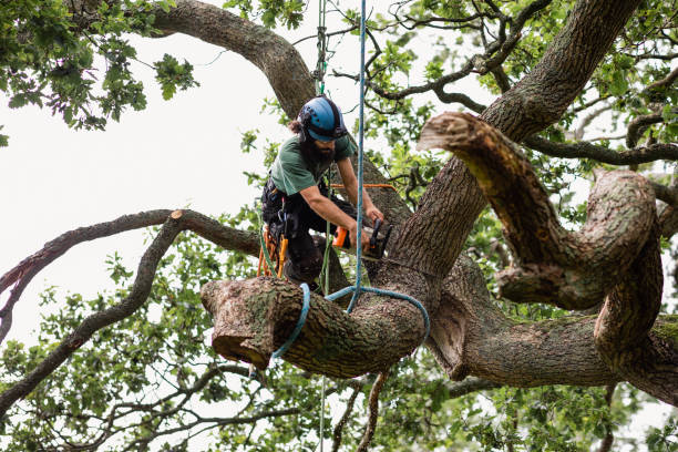 How Our Tree Care Process Works  in  Federal Heights, CO