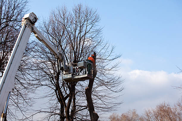 Best Soil Testing and Treatment  in Federal Heights, CO