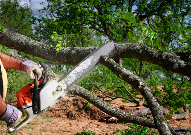 Best Root Management and Removal  in Federal Heights, CO